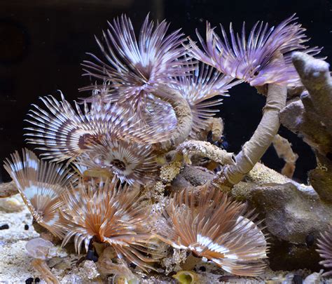 fishy aquarium livestock inverts clams feather dusters tube worms