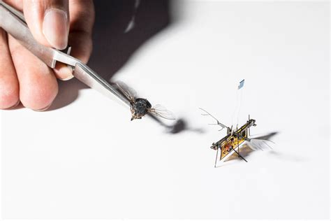 wireless flying robotic insect takes  uw news