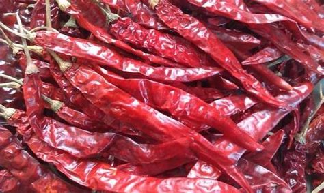 wonder hot red chilli fresh red chilli रेड चिल्ली in madhupura