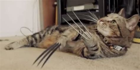 wolverine cats adamantium claws    trouble  theyre worth huffpost