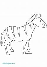 Coloring Stripes Pages Getcolorings Zebra Without sketch template