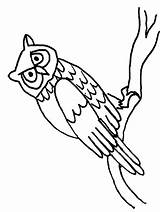 Coloring Pages Owl Owls Color Birds Coloringtop sketch template