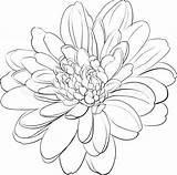 Chrysanthemum Drawing Tattoo Flower Japanese Simple November Flowers Birth Drawings Outline Tattoos Sketch Vector Ideen Chrysantheme Peony Stock Google Background sketch template