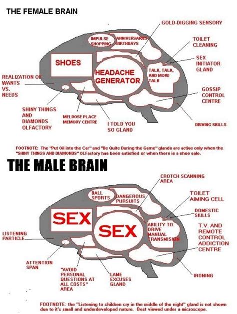 Fans Of Nature Male Brain Vs Female Brain