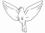 Dove Coloring Pages Ws sketch template