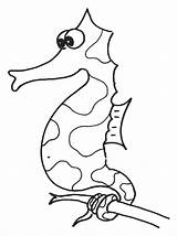 Seahorse Seepferdchen Caballitos Sea Colorat Dibujos Hippocampe Caluti Animale Malvorlagen Morskie Koniki Kolorowanki Coloriages Funny Gratuit Planse sketch template