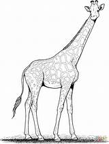 Colorare Disegni Giraffa Coloring Disegnare sketch template