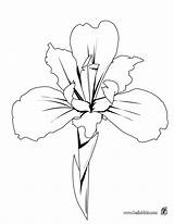 Coloring Iris Getcolorings Pages Flower sketch template