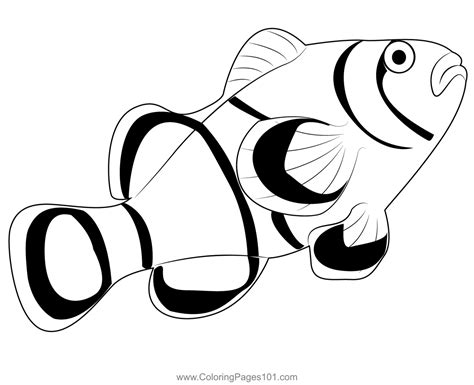 clown fish coloring page  kids  clownfishes printable coloring