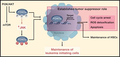 foxo pathway required  leukemogenesis cell
