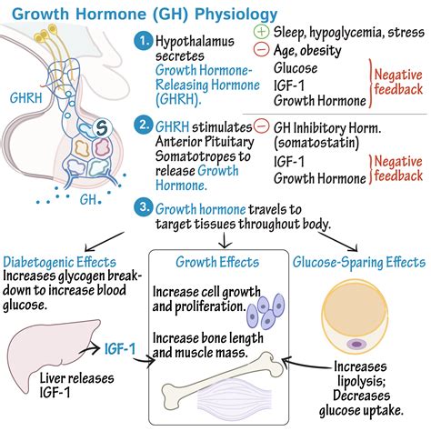 physiology glossary growth hormone physiology draw