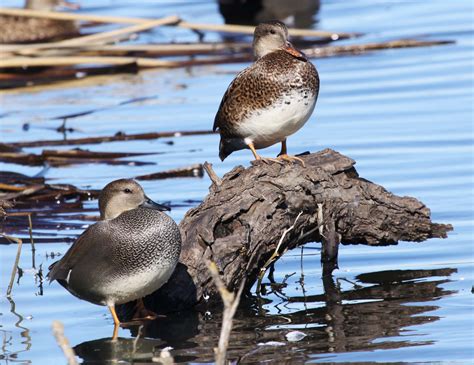 pictures  information  northern pintail