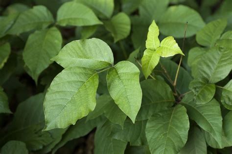 recognize poison ivy poison oak  poison sumac