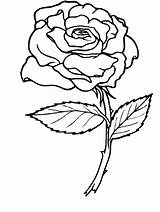 Rose Printable Coloring Pages Popular sketch template