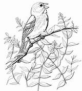 Sparrow Kleurplaten Supercoloring Burgess Gorriones Mus Sparrows Kleurplaat Yellowhammer Warbler Cantor sketch template