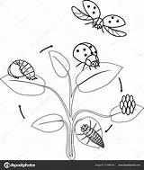 Ciclo Ladybug Mariposa Vida Mariquita Etapas Stages Secuencia sketch template