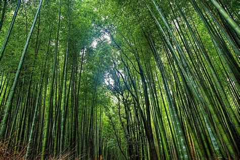 story  national bamboo mission
