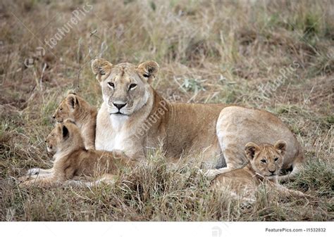 Wildlife Female Lion And Lion Cub Stock Picture