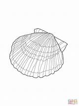 Coloring Seashell Pages Printable Shell Kids Shells Sea Scallop Drawing Color Colouring Sheets Seashells Patterns Book Clipart Bestcoloringpagesforkids Template Beach sketch template