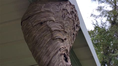 giant bald faced hornets nest  youtube
