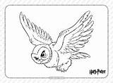 Hedwig Tweet Coloringoo sketch template