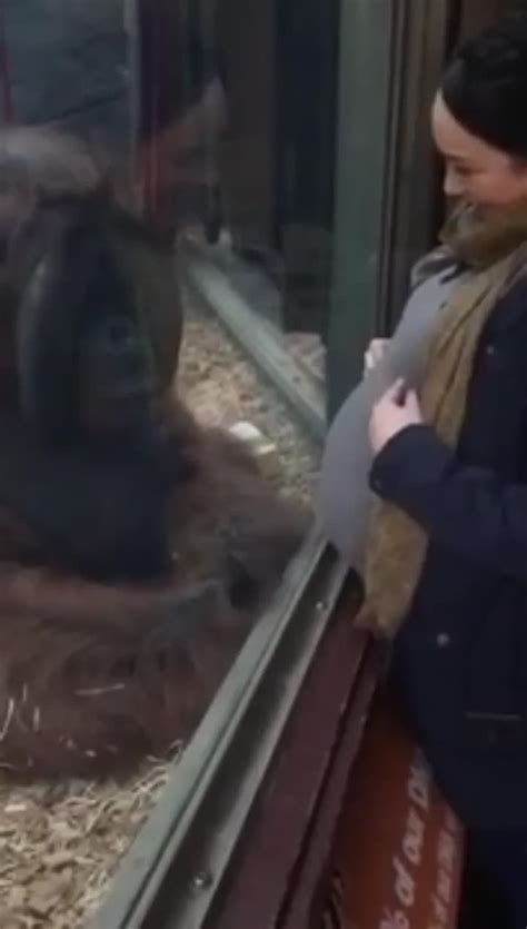 orangutan gives pregnant woman s belly a kiss orangutan