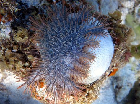 unity  vigilance  action crown  thorns starfish collection ccef