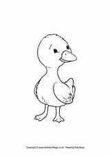 Duckling Duck Colouring Coloring Pages Baby Outline Clipart Wood Printable Ducklings Colour Cute Donald Ducks Color Getcolorings Getdrawings Print Library sketch template