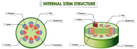 diagram softwood stem diagram mydiagramonline