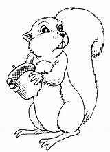 Squirrel Coloring Animals Pages sketch template