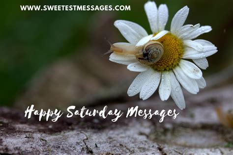 happy saturday messages  wishes sweetest messages