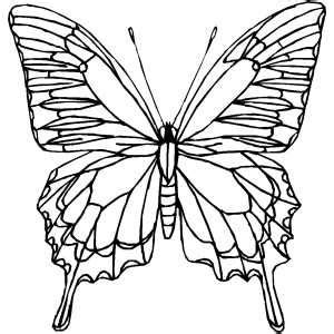 butterfly butterfly art drawing butterfly coloring page butterfly