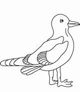 Coloring Seagull Pages Seagulls Printable Categories sketch template