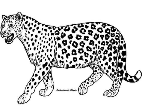 cheetah coloring pages  kids visual arts ideas