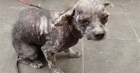 rescuer refuses  put  mangy dog  transformation  incredible