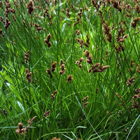 Thick Headed Sedge Native Plant Guide