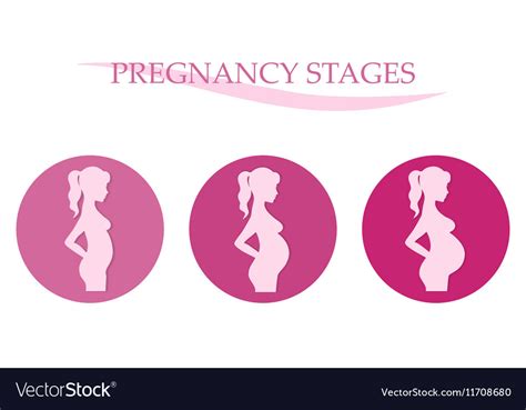 Stages Of Pregnancy By Trimester Ohiohealth Hot Sex Picture