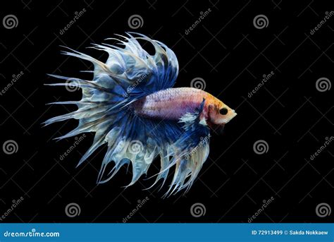 white blue crowntail betta stock image image  pace black