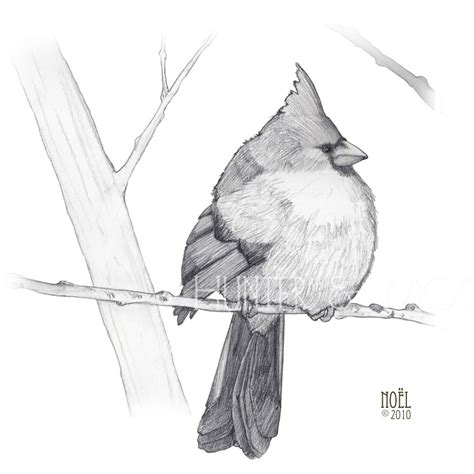 hunter  moon cardinal sketch