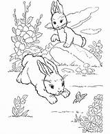 Wild Rabbits sketch template