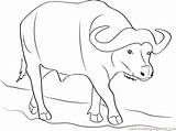 Coloring Carabao Pages Printable Getcolorings Buffalo Print sketch template