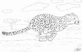 Gepard Cheetah Guepardo Ausmalbilder Ausmalbild Biegnie Kolorowanka Rennender Ausdrucken Guepard Supercoloring Guepardos Animales Druku Kolorowanki Malvorlagen Imprimer Biegu Guépard Po sketch template