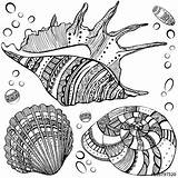 Zentangle Drawings Fotolia Seashells Zentangles Shell Coloring Pages Au Vector Patterns Colouring Mandala sketch template