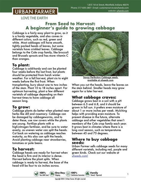 grow cabbage container gardening vegetables growing cabbage