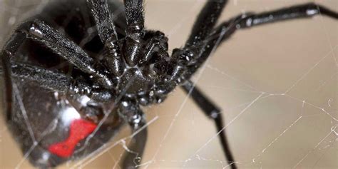 Black Widow Spider Bite Consequences Business Insider