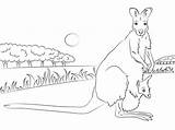 Wallaby Necked Kangaroo Dzieckiem Swoim Designlooter Supercoloring Drukuj Onlinecoloringpages sketch template