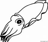 Cuttlefish Coloringall Squid Automatically Vampire sketch template
