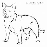 Dog Coloring Cattle Australian Line Color Drawings Pages Own Kids Standing Designlooter Aussie 48kb 500px Stand sketch template
