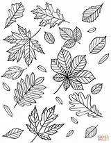 Foglie Supercoloring Ausmalbild Herbstblätter Autunno Autunnali Vorlagen Facili sketch template