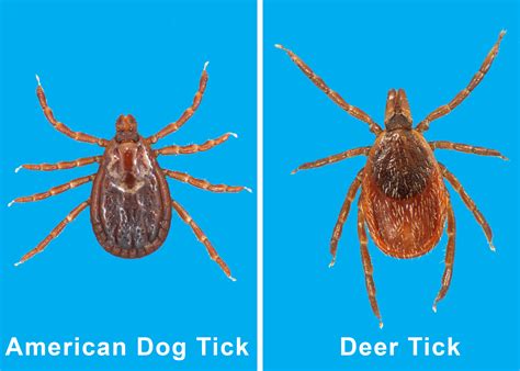observe precautions  tick environments mississippi state university extension service